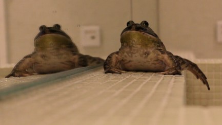 이소영_털없는 이들의 나라 A Nation of the Hairless_2017_2 channel HD video, color, sound_6 min 25 sec_3